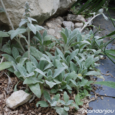 Stachys byzantina 'Silver Carpet'