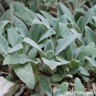 Stachys byzantina 'Silver Carpet'