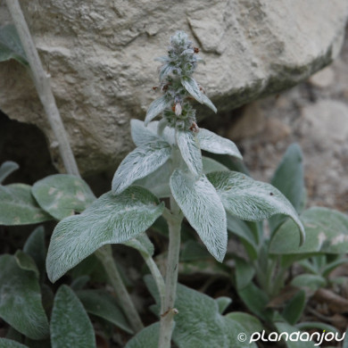 Stachys byzantina 'Silver Carpet'