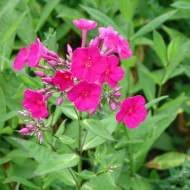 Phlox paniculata 'Kirchenfürst'