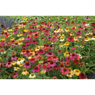 Echinacea purpurea 'Cheyenne spirit'