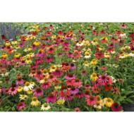 Echinacea purpurea 'Cheyenne spirit'