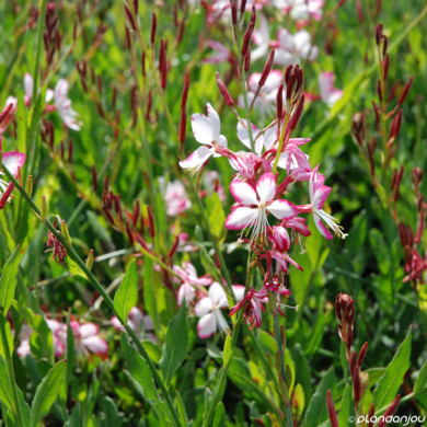 Gaura lindheimeri Rosy Jane® harrosy