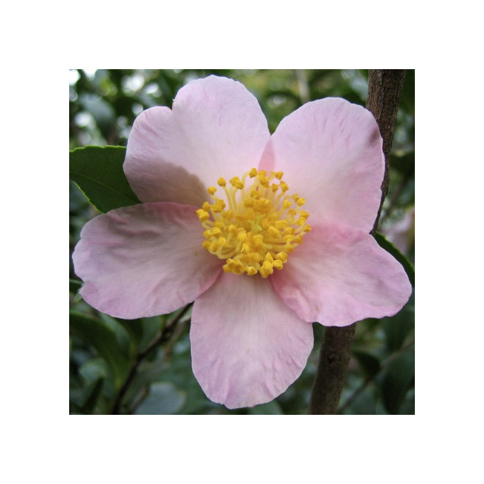 Camellia sasanqua 'Maiden's Blush'