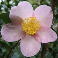 Camellia sasanqua 'Maiden's Blush'