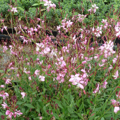 Gaura lindheimeri Rosy Jane® harrosy