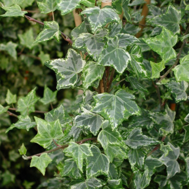 Hedera helix 'Kolibri'