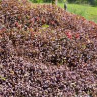 Acaena inermis 'Purpurea'
