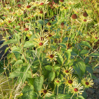 Rudbeckia subtomentosa 'Little Henry'