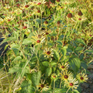 Rudbeckia subtomentosa 'Little Henry'