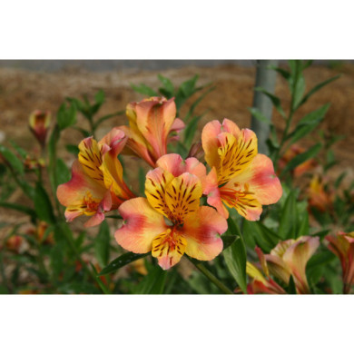 Alstroemeria 'Chartrene'