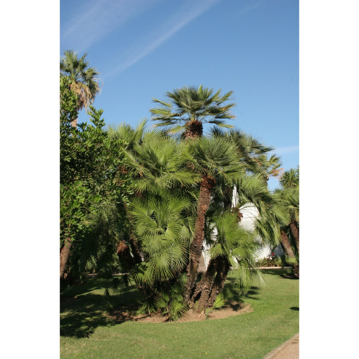 Chamaerops humilis