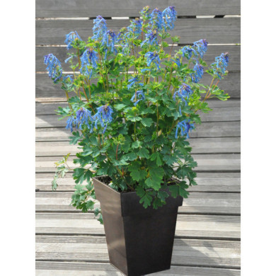 Corydalis 'Couriblue' BLUE LINE