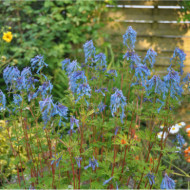 Corydalis 'Couriblue' BLUE LINE