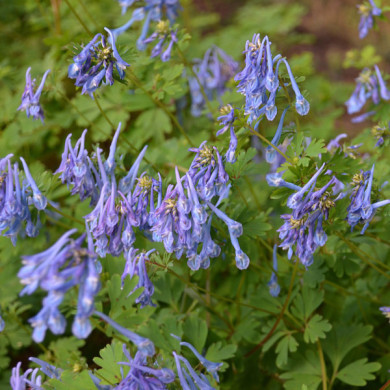 Corydalis 'Couriblue' BLUE LINE