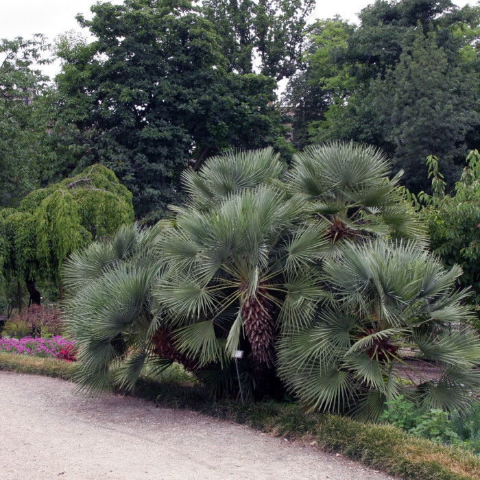 Chamaerops humilis