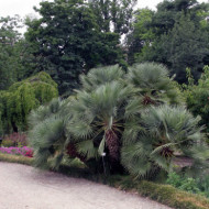 Chamaerops humilis