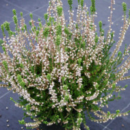 Calluna vulgaris Elegant Pearl