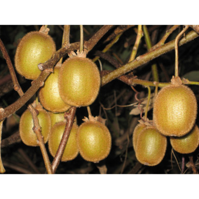 Kiwi 'Hayward' (femelle)