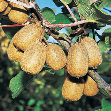 Kiwi 'Hayward' (femelle)