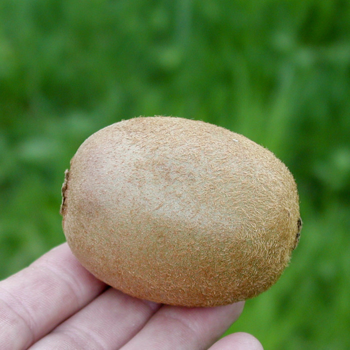 Kiwi 'Hayward' (femelle)