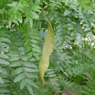 Gleditsia triacanthos 'Shademaster'