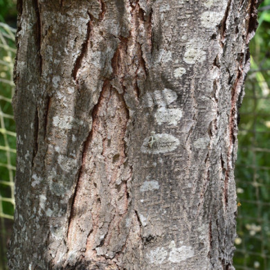 Gleditsia triacanthos 'Shademaster'
