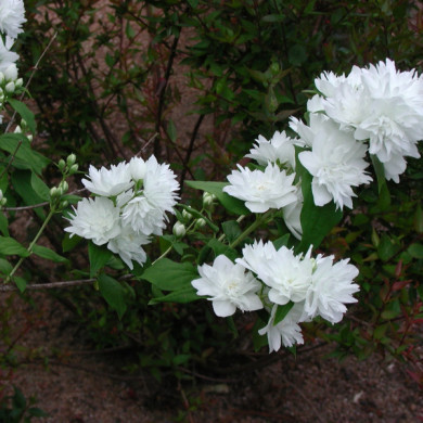 Philadelphus 'Minnesota Snowflake'