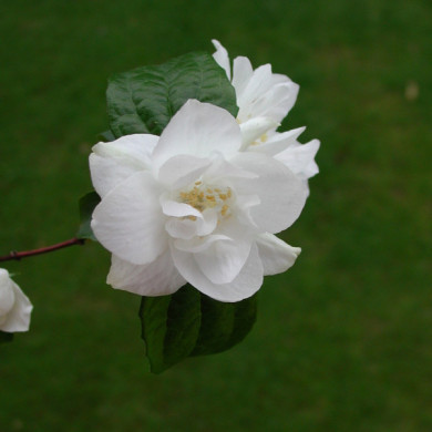 Philadelphus 'Natchez'