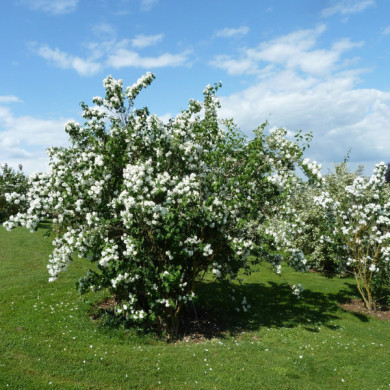 Philadelphus 'Virginal'