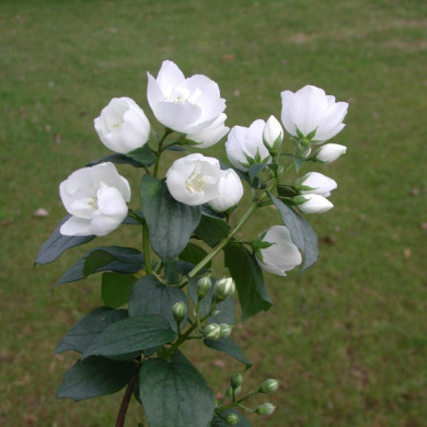 Philadelphus 'Virginal'