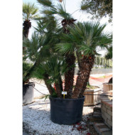 Chamaerops humilis