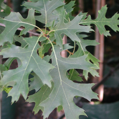 Quercus coccinea