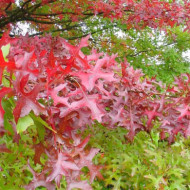 Quercus coccinea