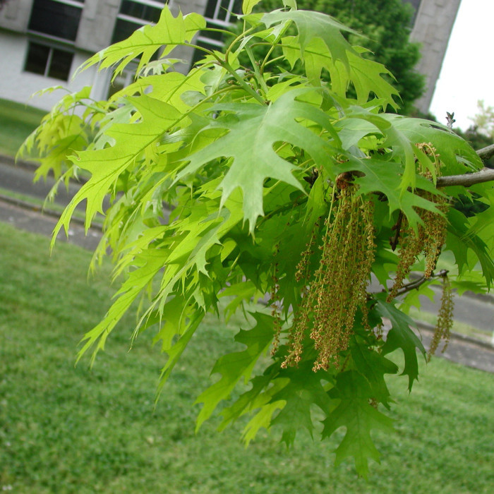 Quercus coccinea