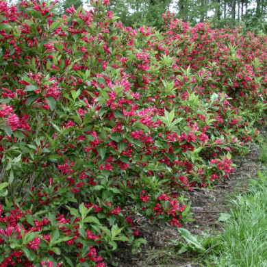 Weigela 'Red Prince'