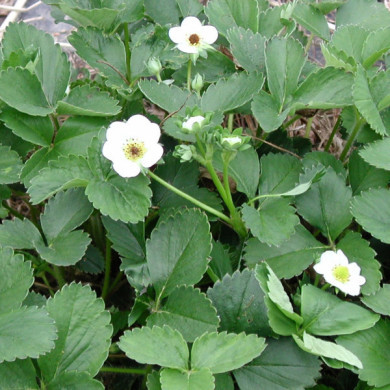 Fraisier 'Gariguette'