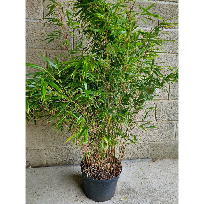 Fargesia nitida 'Gansu 95/2'
