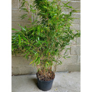 Fargesia nitida 'Gansu 95/2'