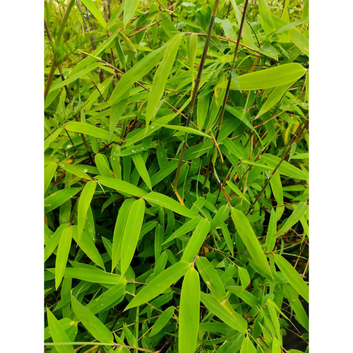 Fargesia nitida 'Gansu 95/2'