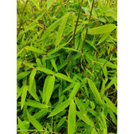 Fargesia nitida 'Gansu 95/2'
