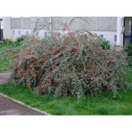 Cotoneaster franchetii