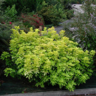 Choisya ternata Sundance® 'Lich'