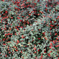 Cotoneaster franchetii