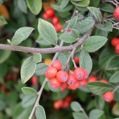Cotoneaster franchetii
