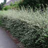 Cotoneaster franchetii
