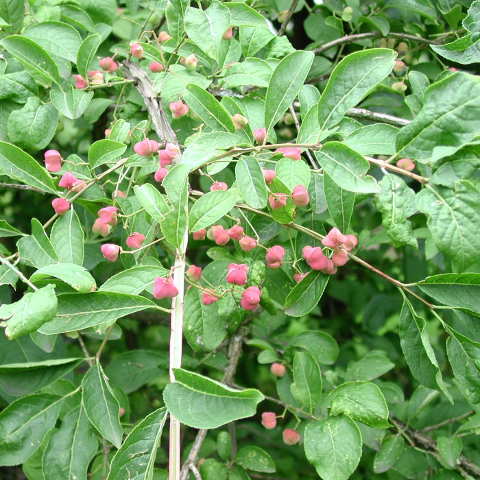 Euonymus phellomanus