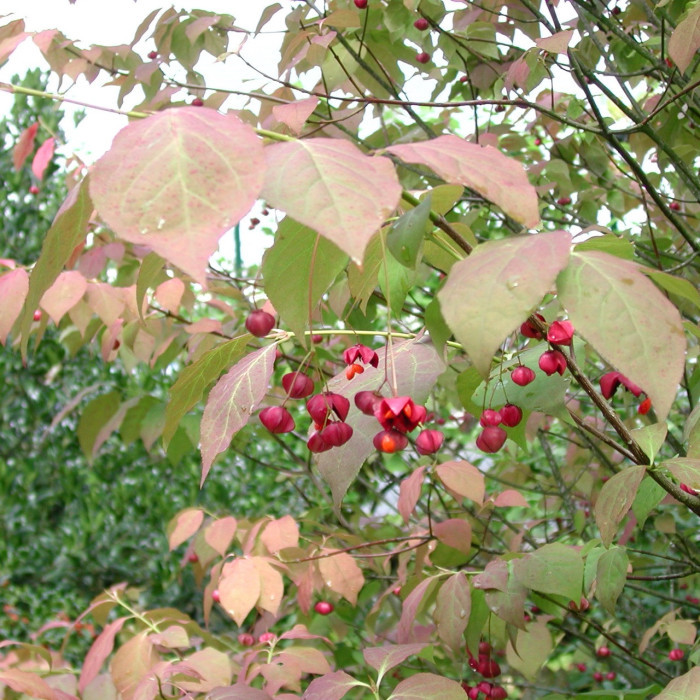 Euonymus planipes