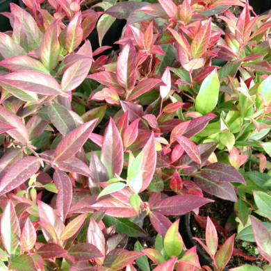 Leucothoe Scarletta® 'Zeblid'