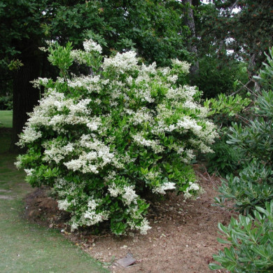 Ligustrum japonicum 'Texanum'
